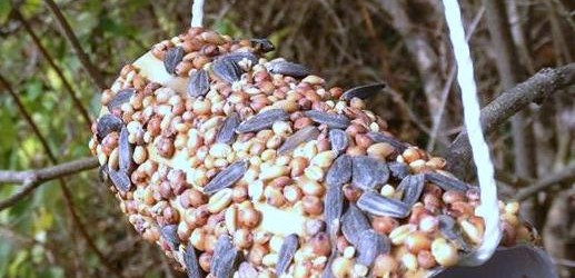 Toilet paper Bird Feeder