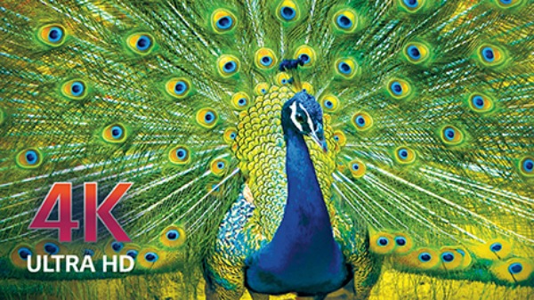 Discover the LG OLED TV at Best Buy